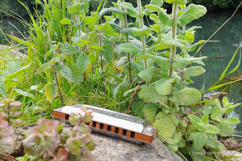 Harmonica diatonique posé sur un rocher au milieu des plantes, au bord de l'eau (photo Alain Messier)