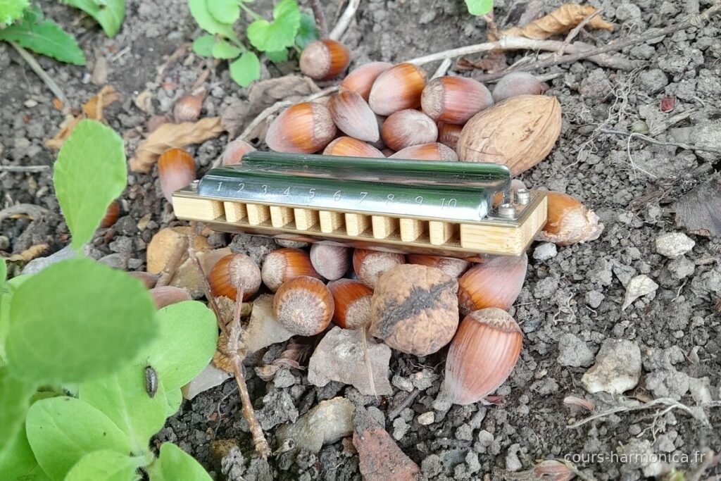 Harmonica diatonique 10 trous posé sur un tas de noisettes (photo Alain Messier)