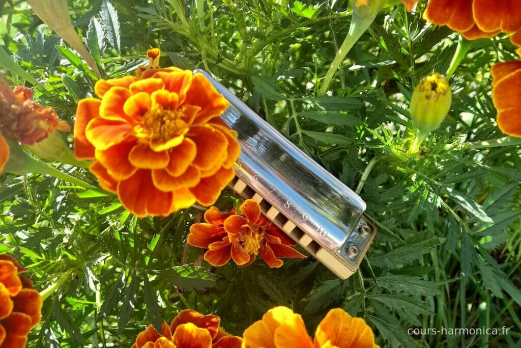 Harmonica diatonique entouré d'œillets d'Inde (photo Alain Messier)