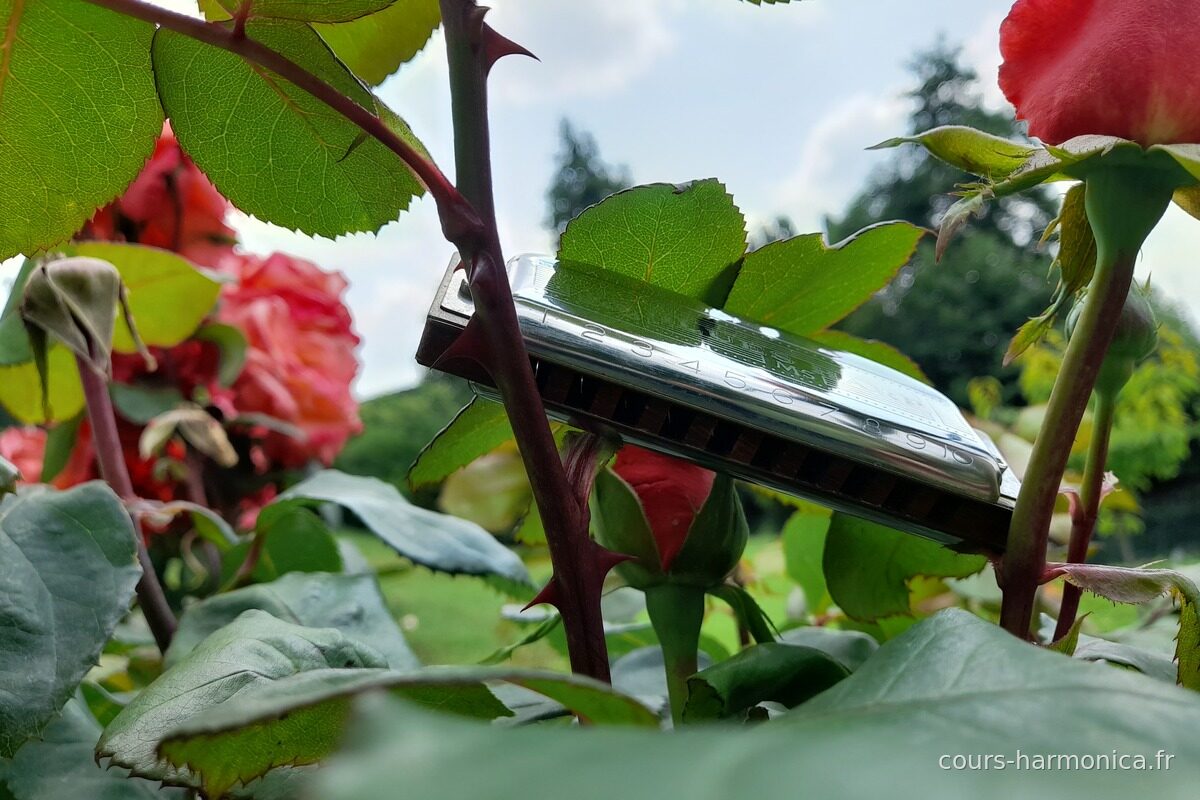 Harmonica posé dans les branches d'un rosier rouge (photo Alain Messier)