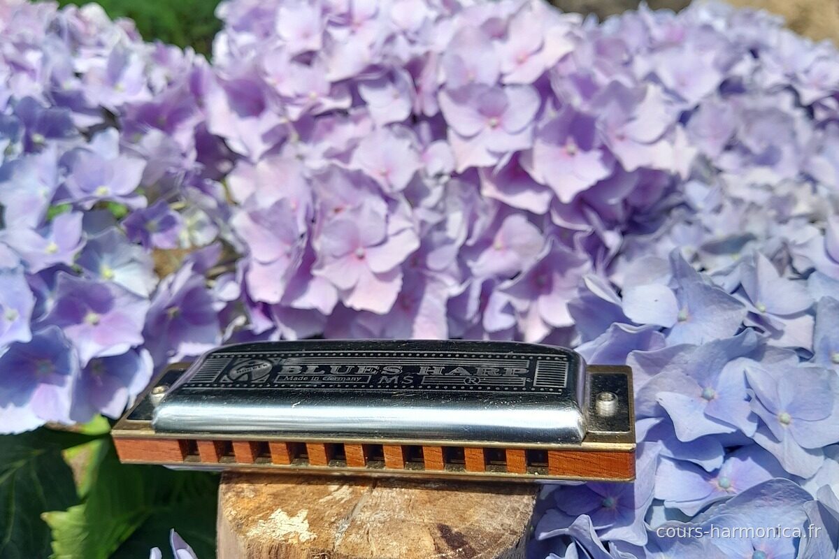 Harmonica Hohner Marine Band posé sur un rondin devant des hortensias (photo Alain Messier)