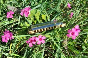 Harmonica posé dans l'herbe parmi des fleurs roses (photo Alain Messier)